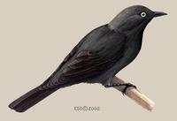 Image of: Poeoptera kenricki (Kenrick's starling)
