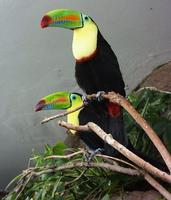 Image of: Ramphastos sulfuratus (keel-billed toucan)