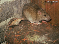 Rattus norvegicus - Brown Rat