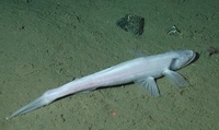 Bathysaurus mollis