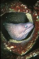 Muraena helena - Black Moray