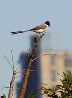 Image of: Tyrannus savana (fork-tailed flycatcher)