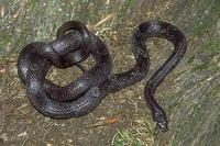 Image of: Elaphe obsoleta (rat snake)