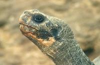 Image of: Geochelone nigra (Galapagos tortoise)