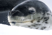 Photo: Leopard seal