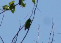 Wallace's Hanging Parrot - Loriculus flosculus