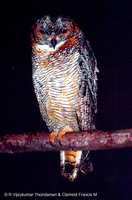 Mottled Wood Owl - Strix ocellata
