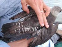 Long-tailed Jaeger - Stercorarius longicaudus