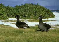 Black-footed Albatross - Diomedea nigripes