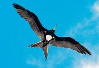 Christmas Island Frigatebird - Fregata andrewsi