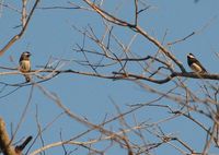 Timor Sparrow - Lonchura fuscata