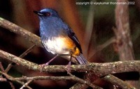 White-bellied Shortwing - Brachypteryx major