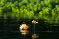 Australasian Grebe