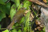 Red-crowned Ant-Tanager (Habia rubica) photo