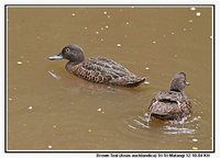 Brown Teal - Anas chlorotis