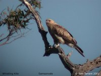 Whistling Kite - Haliastur sphenurus