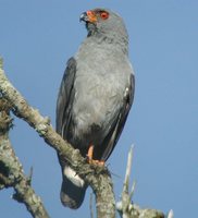 Plumbeous Hawk - Leucopternis plumbeus