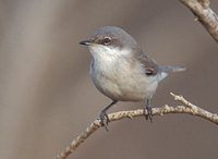 Lesser Whitethroat (Sylvia curruca) photo