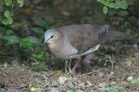 Gray-fronted Dove (Leptotila rufaxilla) photo