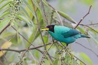 Green Honeycreeper (Chlorophanes spiza) photo