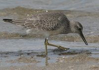 Red Knot - Calidris canutus