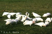 Long-billed Corella - Cacatua tenuirostris