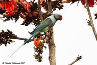 Malabar Parakeet - Psittacula columboides