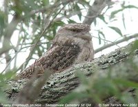 Tawny Frogmouth - Podargus strigoides