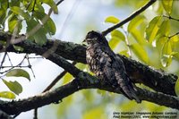 Gray Nightjar - Caprimulgus indicus