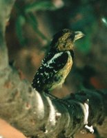 Crested Barbet - Trachyphonus vaillantii