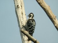 Lesser Spotted Woodpecker - Dendrocopos minor