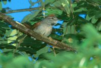 Pale-breasted Spinetail - Synallaxis albescens