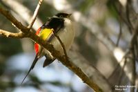 Pin-tailed Manakin - Ilicura militaris