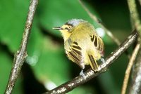 Yellow-lored Tody-Flycatcher - Todirostrum poliocephalum