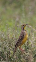 Yellow-throated Longclaw - Macronyx croceus