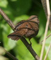 House Wren - Troglodytes aedon