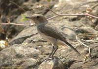 Mourning Wheatear - Oenanthe lugens