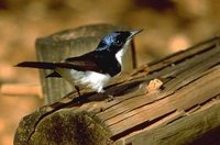 Restless Flycatcher - Myiagra inquieta