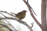 Striated Fieldwren - Calamanthus fuliginosus