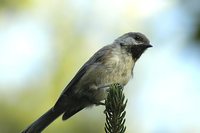 Boreal Chickadee - Poecile hudsonica