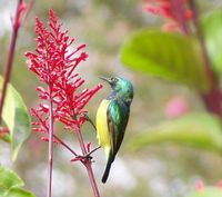 Collared Sunbird - Hedydipna collaris