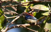 Scarlet-backed Flowerpecker - Dicaeum cruentatum