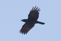 Cuban Crow - Corvus nasicus