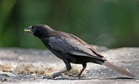 White-billed Buffalo-Weaver - Bubalornis albirostris