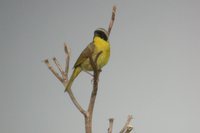 Common Yellowthroat - Geothlypis trichas