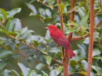 Summer Tanager - Piranga rubra