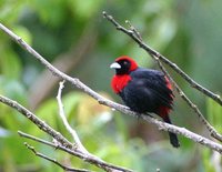 Crimson-collared Tanager - Ramphocelus sanguinolentus