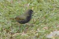 Black-faced Grassquit - Tiaris bicolor