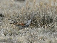 McCown's Longspur - Calcarius mccownii