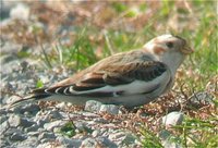 Snow Bunting - Plectrophenax nivalis